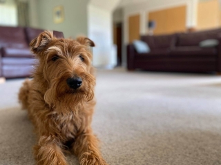 Dog-Friendly-Holidays-2 Dog-Friendly-Holidays-2