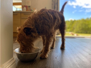 Dog-Friendly-Holidays-3 Dog-Friendly-Holidays-3