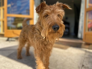 Dog-Friendly-Holidays-4 Dog-Friendly-Holidays-4