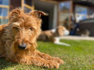 Dog-Friendly-Holidays-6 Dog-Friendly-Holidays-6