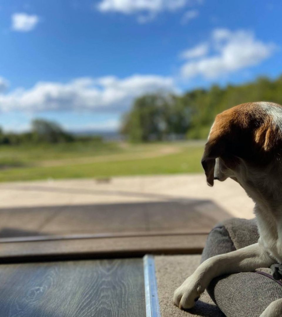 Dog-Friendly-Holidays-7