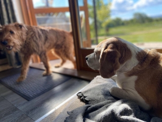 Dog-Friendly-Holidays-8 Dog-Friendly-Holidays-8