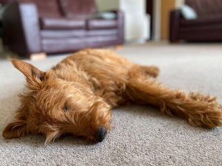 Dog-Friendly-holidays Dog-Friendly-holidays