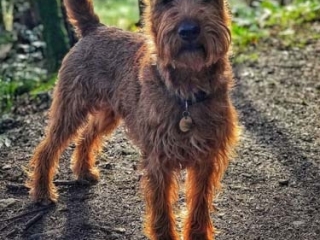 A dog at Loch Lomond Waterfront