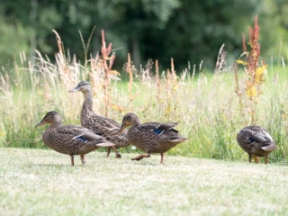 Ducks at Loch Lomond Waterfront