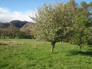 Loch Lomond Waterfront grounds in Spring
