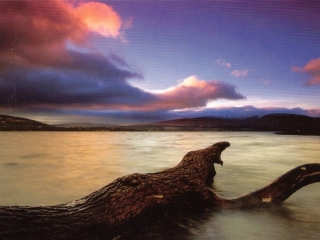 Driftwood on the shore of  Millarochy Bay