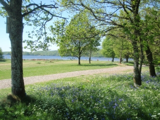 The woods and grounds at Loch Lomond Waterfront