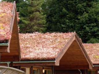 Plants growing on the roofs of chalets  at Loch Lomond Waterfront