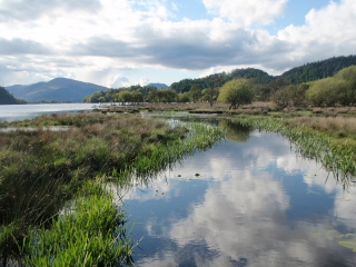Marshland at Loch Lomond Waterfront