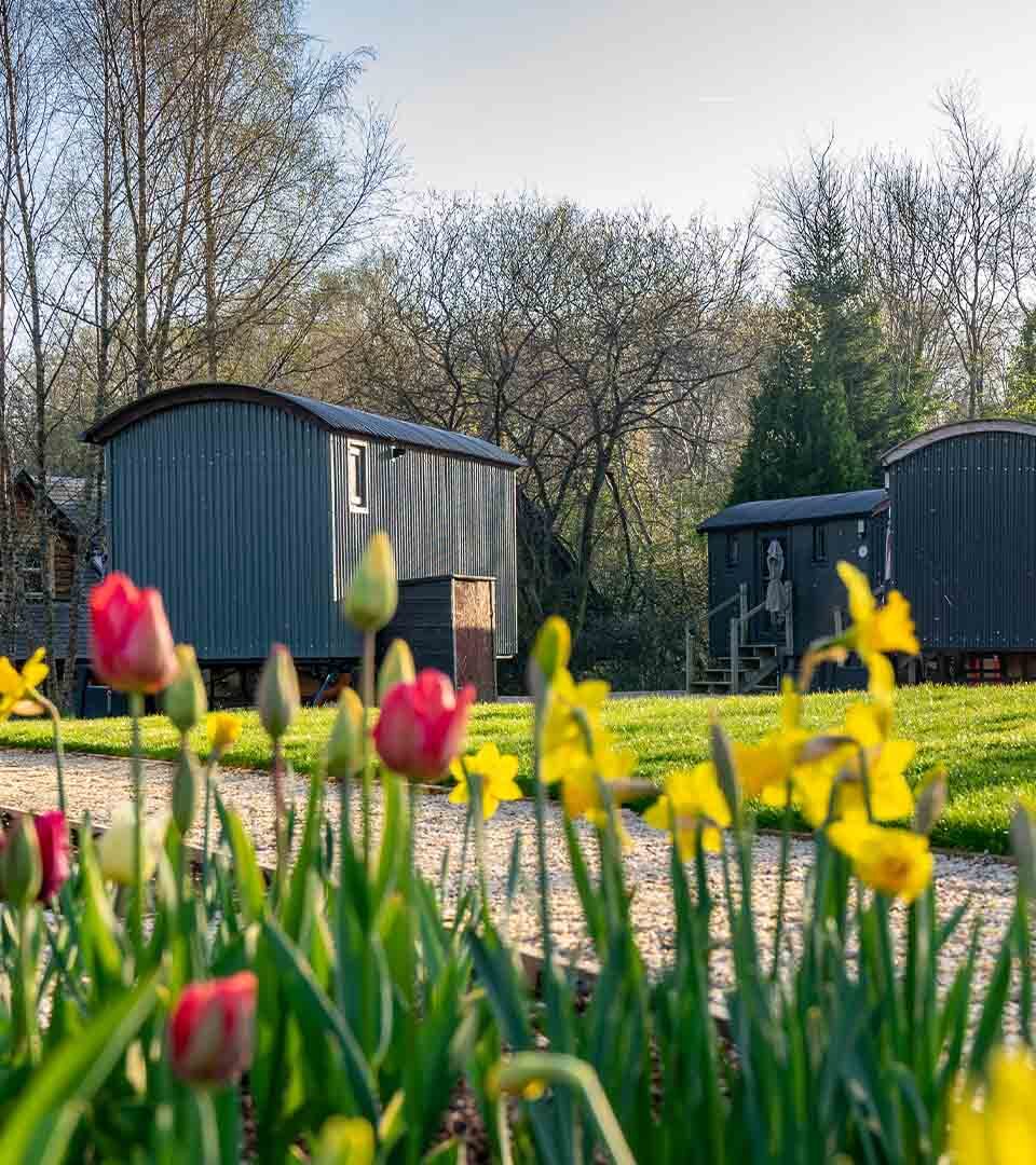 Shepherds Hut with tulips.