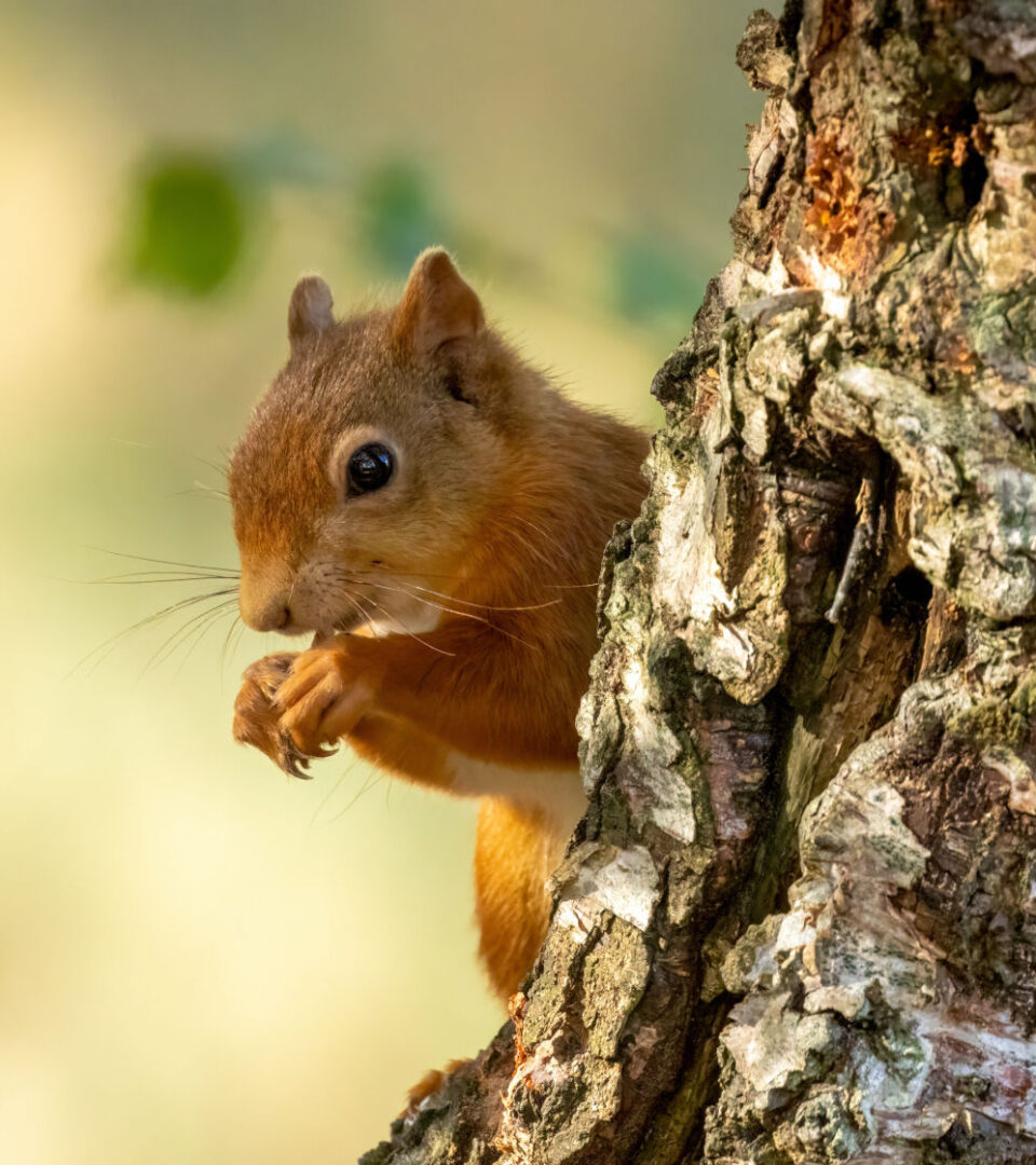 Red squirrel peeping out from behind a tree