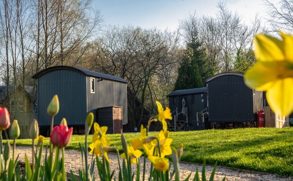 Three Shepherd&#039;s Huts at Loch Lomond Waterfront with daffodils and tulips in the foreground