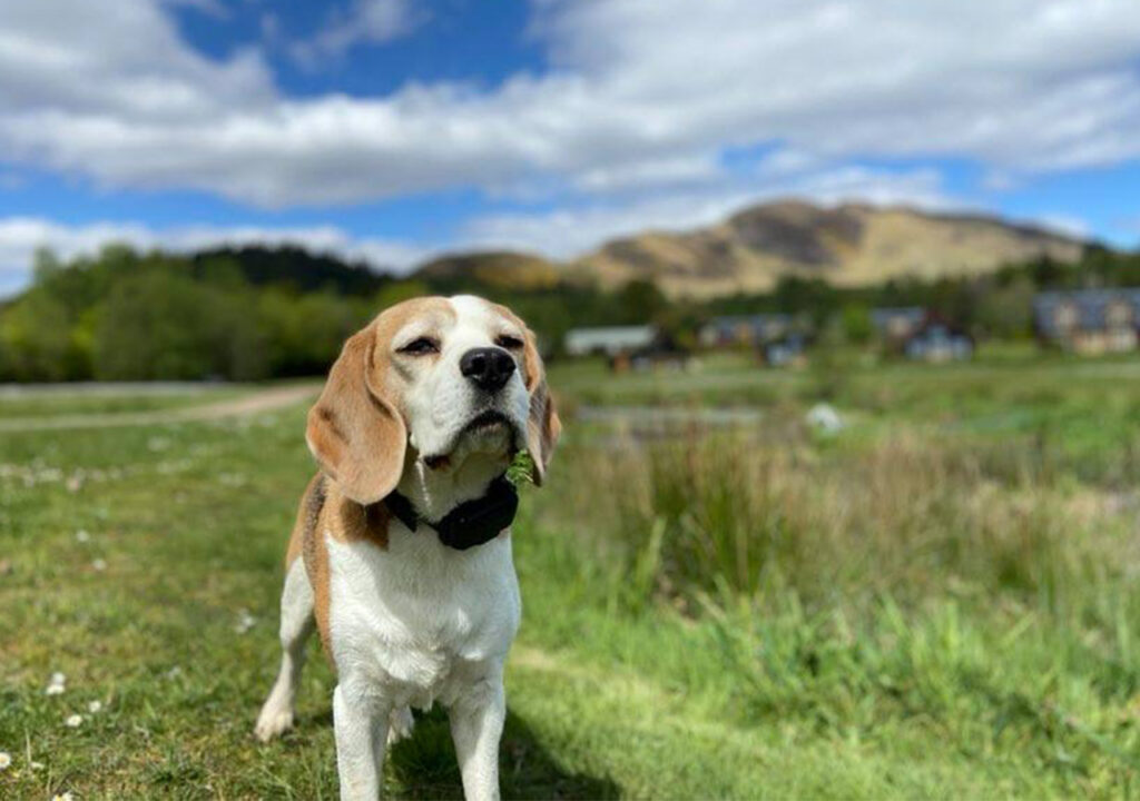 A Beagle dog on holiday at Loch Lomond Waterfront