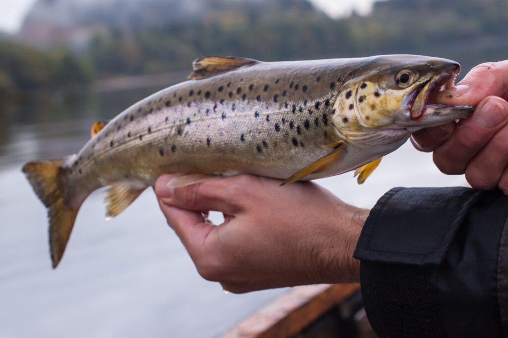 Freshly caught brown trout with loch in the background