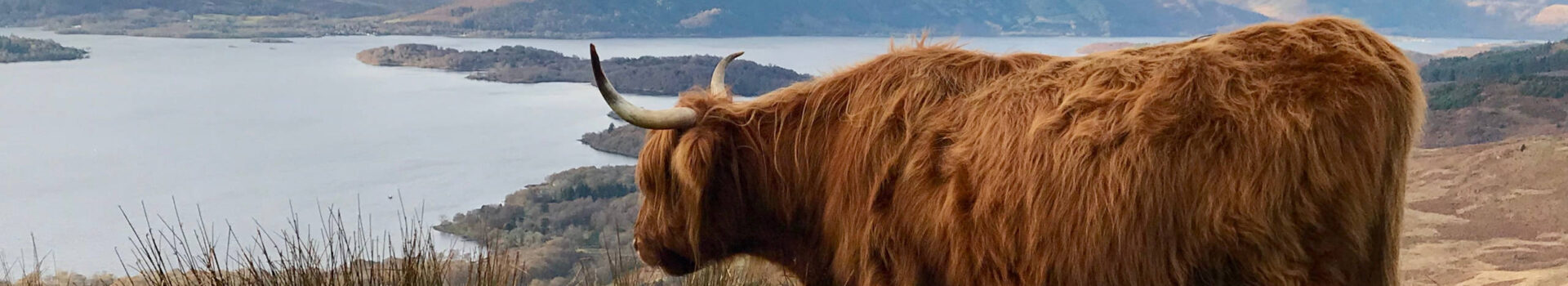 A Highland cow near Loch Lomond in Scotland
